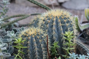 Kaktus als Symbol für Energetischen Selbstschutz