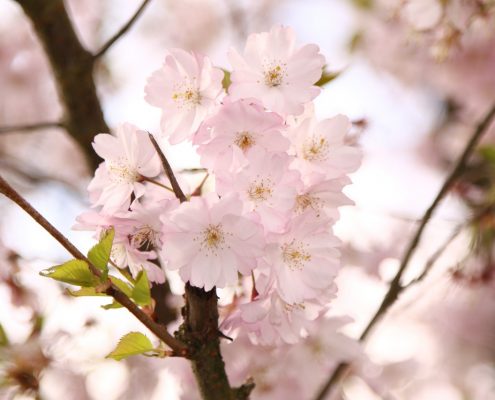 Willkommen im Frühling, Kirschblüte als Bild zu unserem März-Newsletter