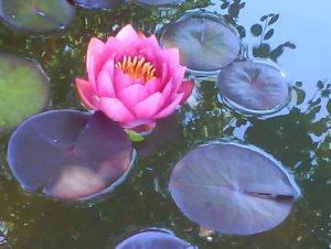 Seerose als Bild für Spirituelles Yoga Praxisabend