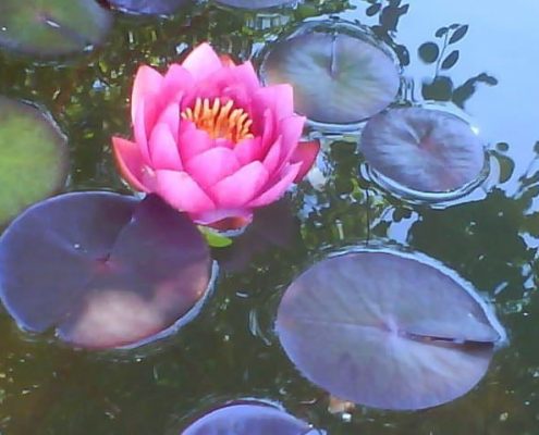 Seerose als Bild für Spirituelles Yoga Praxisabend