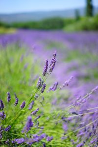 Aroma Prana Lavendel