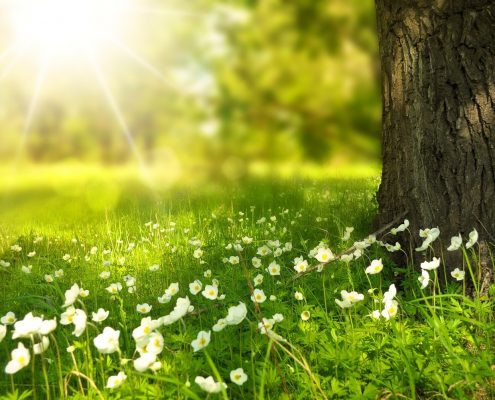 Feedback zu der Veranstaltung Meditation im Park