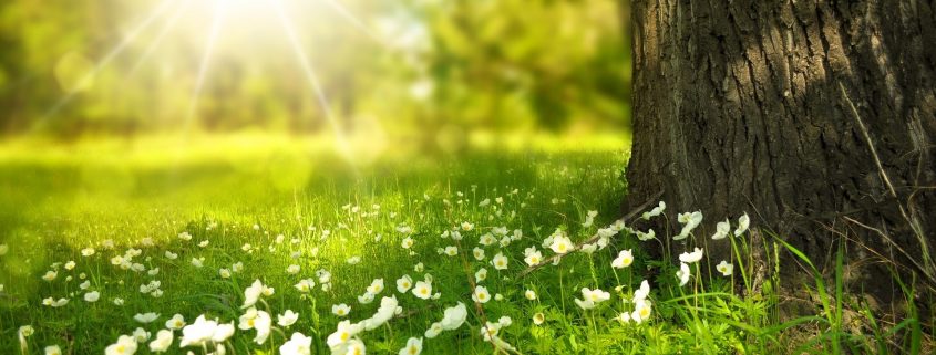 Feedback zu der Veranstaltung Meditation im Park